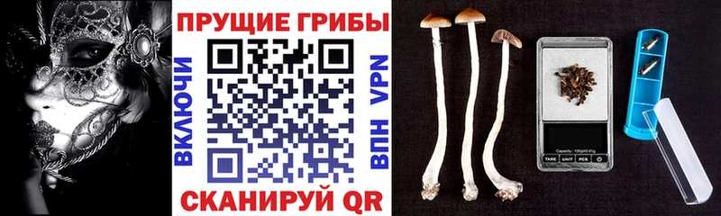 Псилоцибиновые грибы Cubensis  купить закладку  Щёлково 